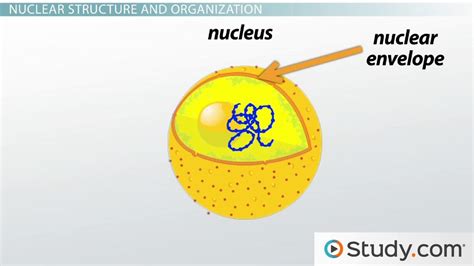 Nucleus vs. Nucleolus | Function, Structure & Anatomy - Lesson | Study.com