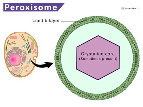 Peroxisome - Definition, Structure, & Functions, with Diagram