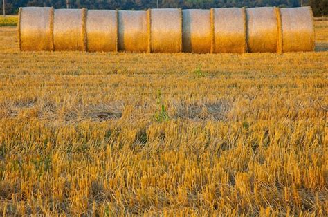 Premium Photo | Straw bales