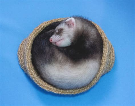 220+ Sleeping Ferret Stock Photos, Pictures & Royalty-Free Images - iStock