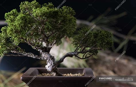 Bonsai tree in ornate pot — asia, gardening - Stock Photo | #171464762