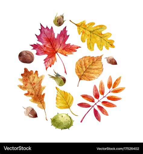 Watercolor fall leaves set Royalty Free Vector Image