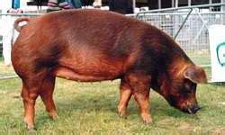 The Different Breeds of Swine - Duroc. Duroc Pig Breed. Duroc Gilts, Sows and Boars - The Pig ...