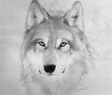 Wolf Drawing