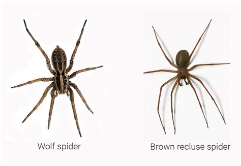 Brown Recluse Vs Wolf Spider