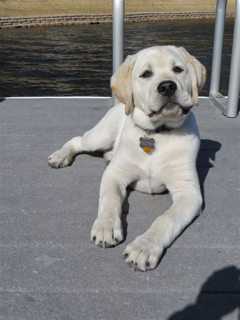 English Chocolate Lab Puppies With Blue Eyes