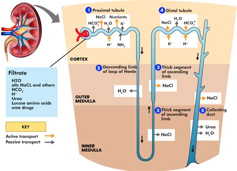 Mechanism of Urine Formation - GeeksforGeeks