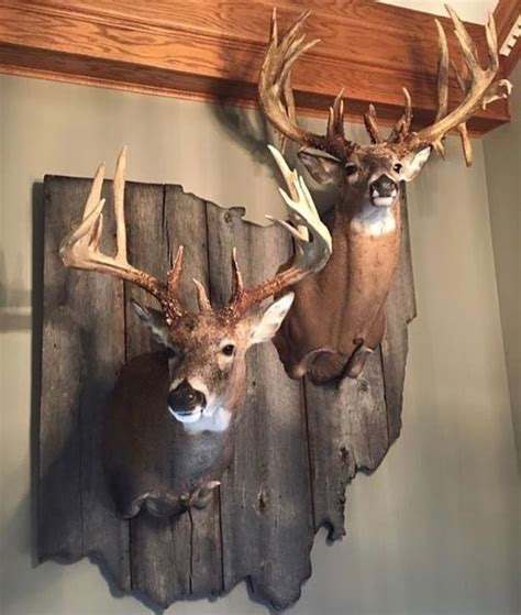 30 best Open-Mouth Whitetail Reference images on Pinterest | Taxidermy, Deer and Deer pics