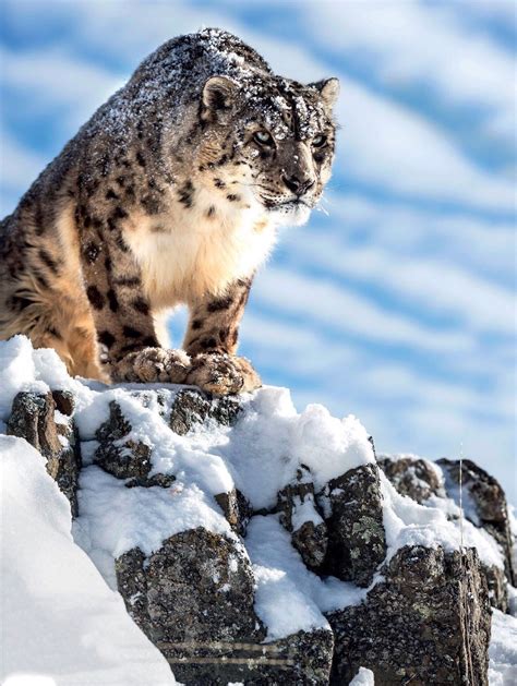 The Snow Leopard found in the Himalayas. | Snow leopard, Unusual animals, Panthera