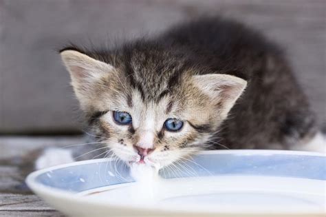 Gray Cat Drinking Milk In Bowl Stock Photo - Image of funny, looking ...