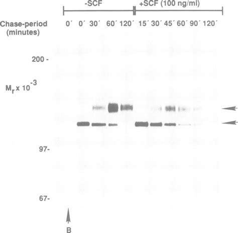 Biosynthesis and processing of the c-kit protein in PAE/kit cells ...