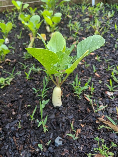 Gardening - Radishes ready to harvest - Learning Thursdays