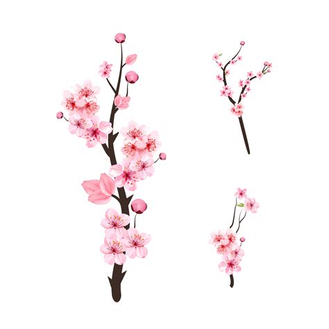 Cherry Blossom PNGs for Free Download