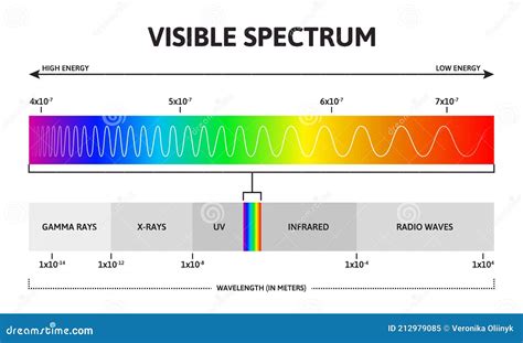 Visible Color Spectrum. Sunlight Wavelength and Increasing Frequency Vector Infographic ...