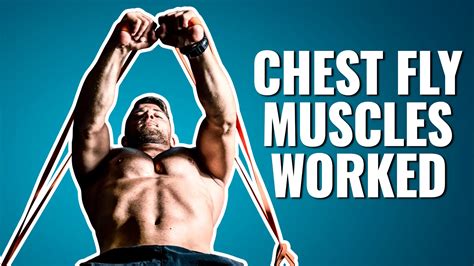 Discover 4 Chest Fly Muscles Worked