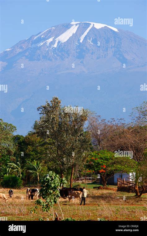 Mount Kilimanjaro, Moshi, Tanzania, Africa Stock Photo - Alamy