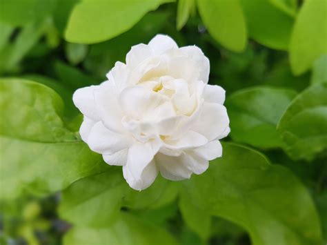 Arabian jasmine | plant | Britannica