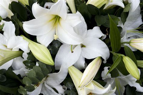 Meaning Of White Lily Flower | Best Flower Site