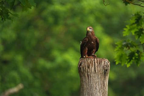 Golden Eagle Bird - Free photo on Pixabay - Pixabay