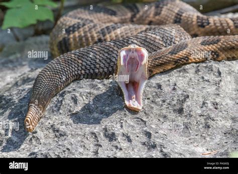 Eastern Diamondback Rattlesnake Fangs