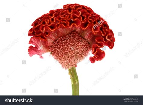 Cockscomb-flower Images, Stock Photos & Vectors | Shutterstock