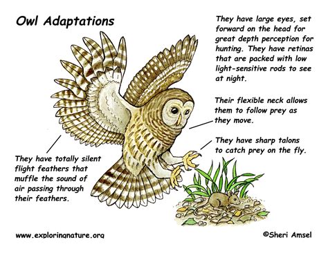 Adaptations of the Owl