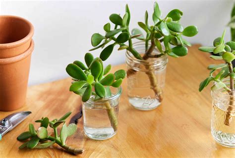 How to Propagate a Jade Plant: 3 Effective Methods