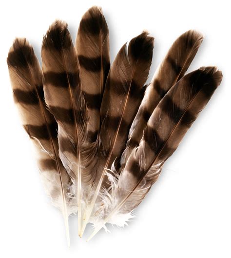 Bird Feathers | Types of Feathers | DK Find Out