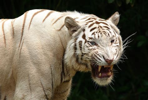 Albino Tiger HD wallpaper | Wallpaper Flare