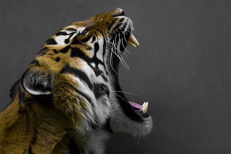 Photo of Bengal tiger roaring HD wallpaper | Wallpaper Flare