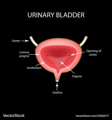 Urinary Bladder