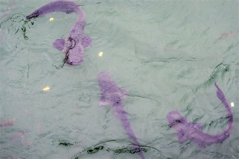 Chernobyl Giant Catfish in Nuclear Cooling Pond - Is it a Mutation?