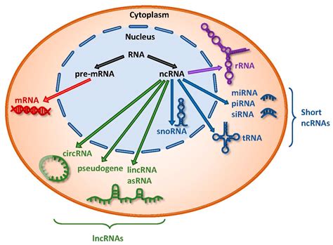 IJMS | Free Full-Text | Noncoding RNA:RNA Regulatory Networks in Cancer