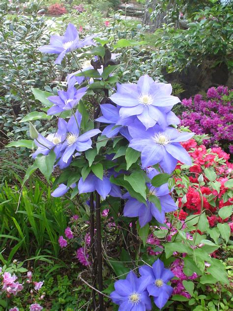 clematis | Naturesa