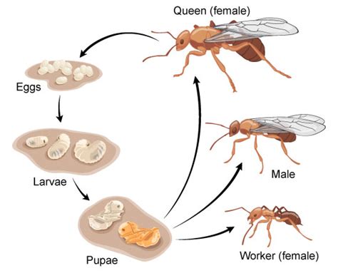 Ant Life Cycle | Ask A Biologist