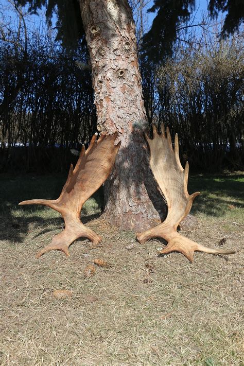 Moose Antlers – P&D International Furtraders