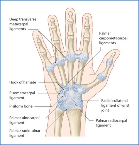 Wrist and Hand Joints | Basicmedical Key