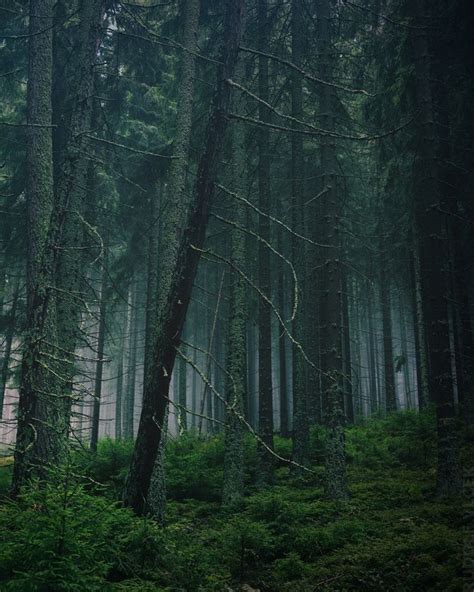 90377: “ Dark Misty Forest by Rudolf Vlček ” | Misty forest, Forest, Misty