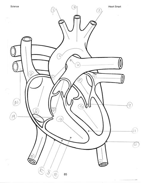 Heart Diagram Without Labels