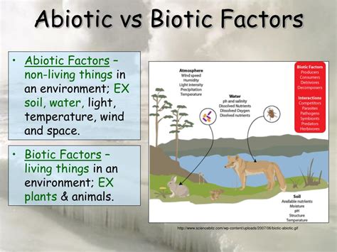 Biotic Factors