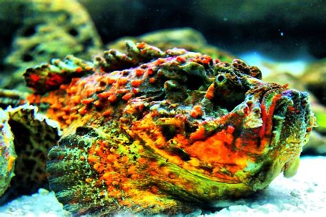 Animal Destination: Reef Stonefish