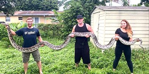 Buckles Blog: BURMESE PYTHON #2