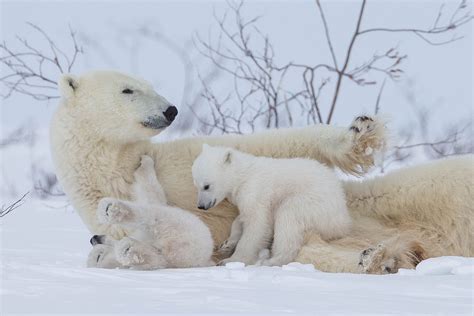 Polar bear Newborn Cubs 2 - Arctic Wildlife Photography, Polar Bear Images