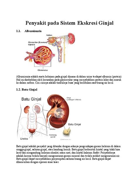 (DOC) Penyakit pada Sistem Ekskresi Ginjal | Akbarul Aziz - Academia.edu