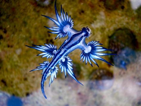 🔥 Blue Glaucus Sea Slug 🔥 : r/NatureIsFuckingLit