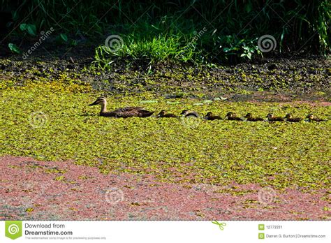 Mother Duck and Baby Ducks 1 Stock Image - Image of adorable, mother: 12773331