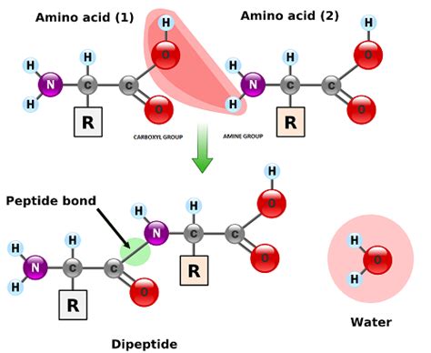 Peptide Bond: Definition, Formation & Structure - Video & Lesson Transcript | Study.com