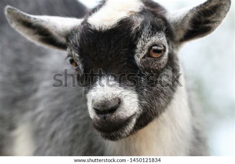 Pygmy Goats: Over 3,093 Royalty-Free Licensable Stock Photos | Shutterstock