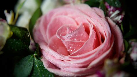 Light Pink Rose With Water Drops 4K HD Flowers Wallpapers | HD ...