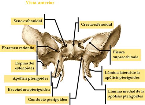 HUESO ESFENOIDES | Wikimedici